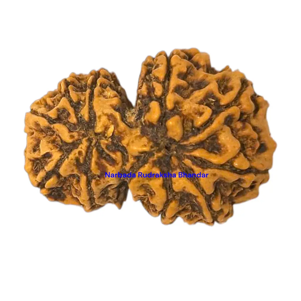Gaurishankar Rudraksha.webp
