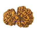 Gaurishankar Rudraksha.webp