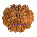 10 mukhi rudraksha.webp