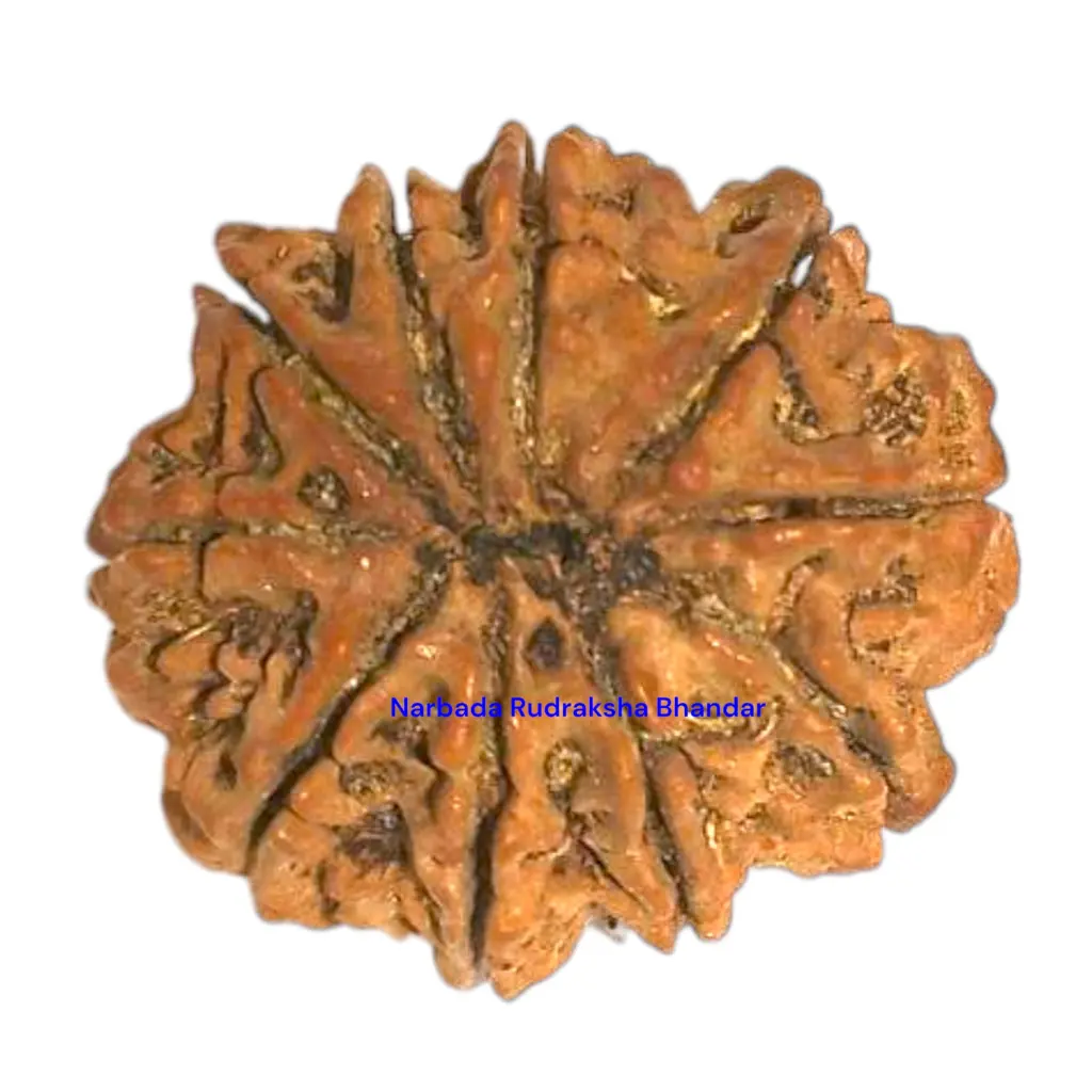 10 mukhi rudraksha.webp