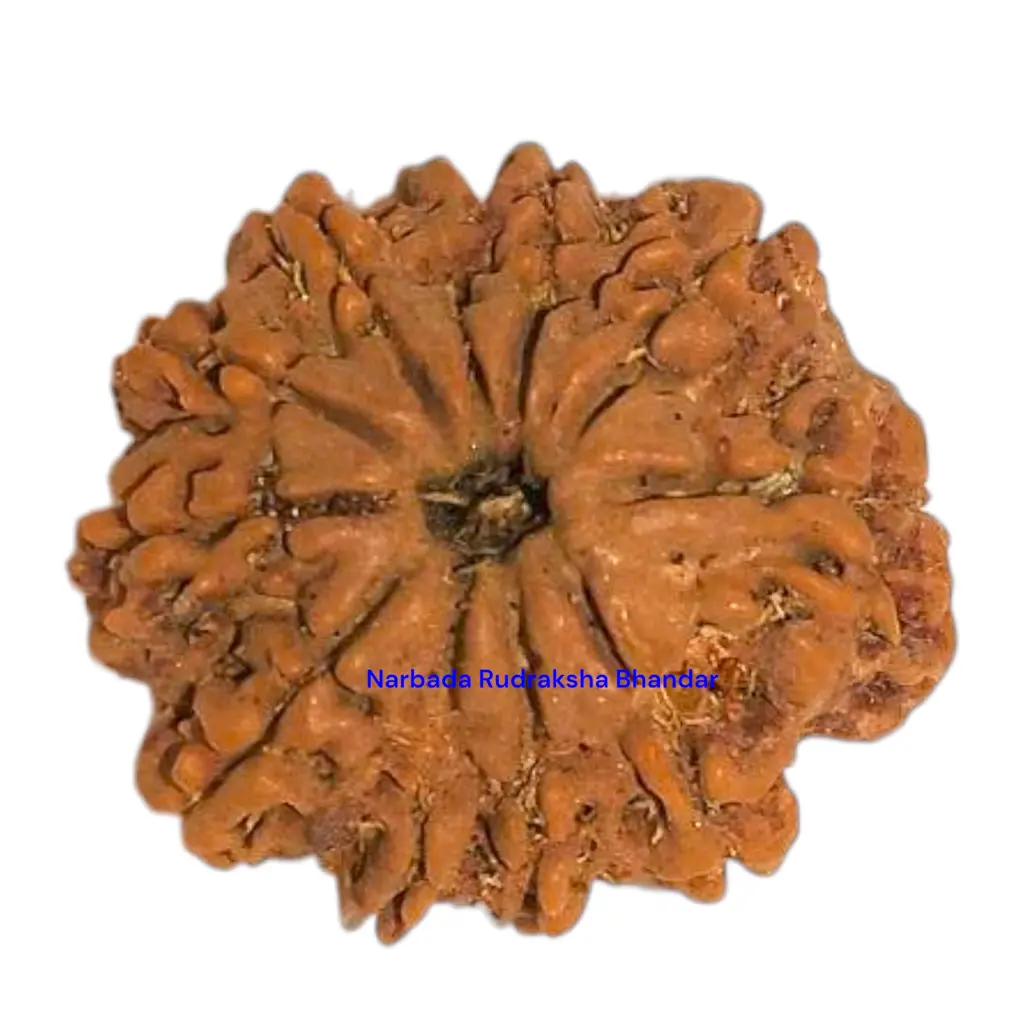 10 mukhi rudraksha.webp