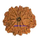 10 mukhi rudraksha.webp