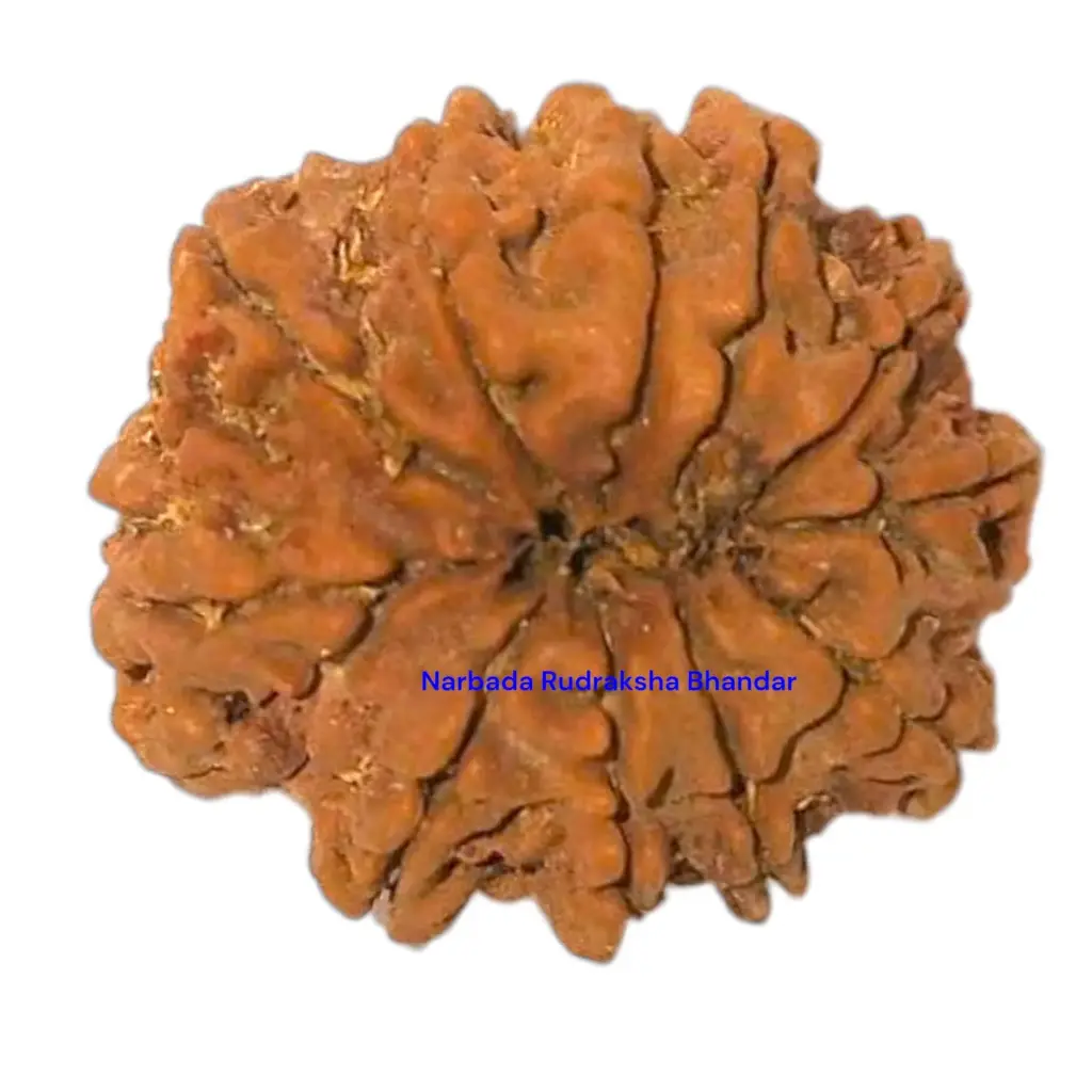 10 mukhi rudraksha.webp