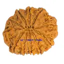 11 Mukhi Rudraksha.webp