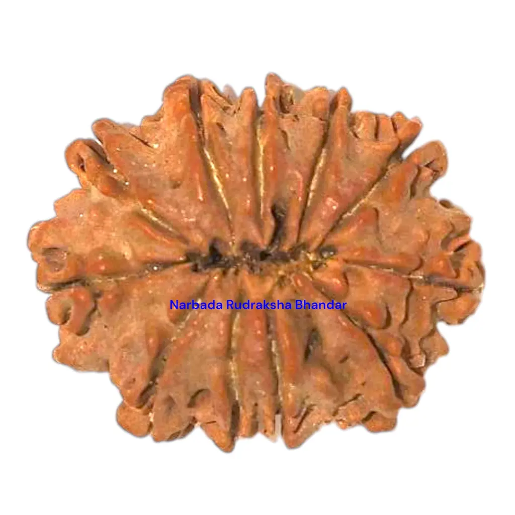 11 Mukhi Rudraksha.webp
