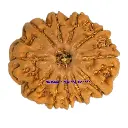 11 Mukhi Rudraksha.webp