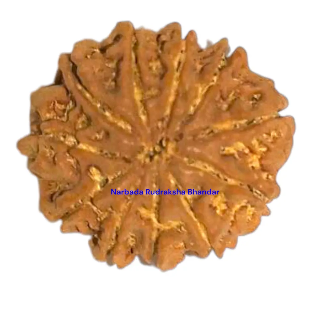 11 Mukhi Rudraksha.webp