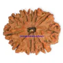 11 Mukhi Rudraksha.webp