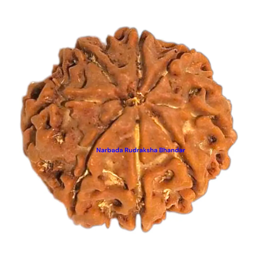 8 Mukhi Rudraksha.webp