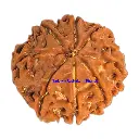 8 Mukhi Rudraksha.webp