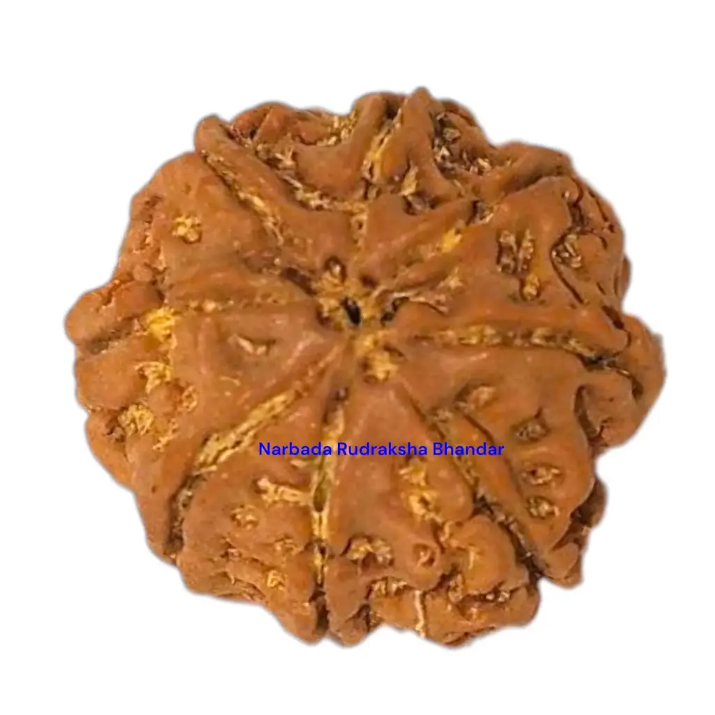 8 Mukhi Rudraksha.webp