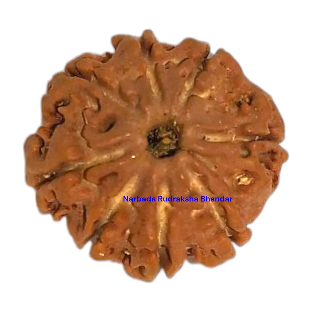 8 Mukhi Rudraksha.webp