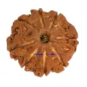 8 Mukhi Rudraksha.webp