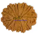 13 Mukhi Rudraksha.webp