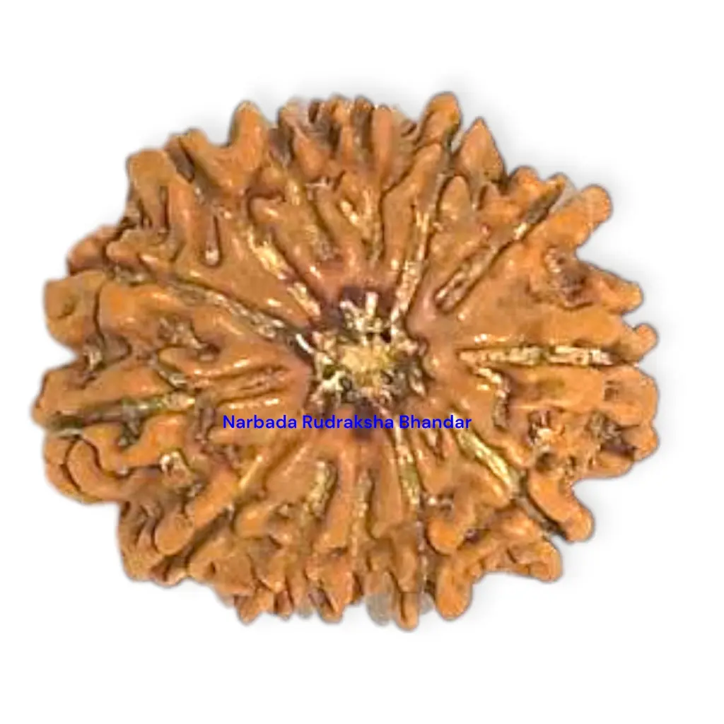 13 Mukhi Rudraksha.webp
