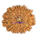 13 Mukhi Rudraksha.webp