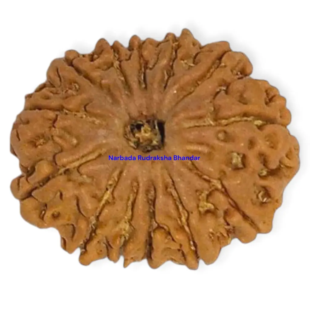 13 Mukhi Rudraksha.webp