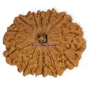 13 Mukhi Rudraksha.webp