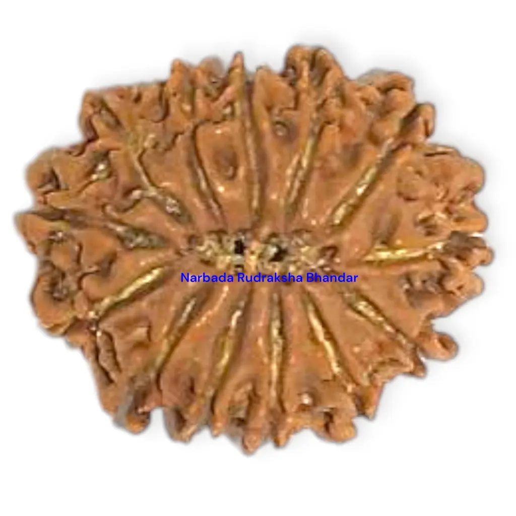 13 Mukhi Rudraksha.webp