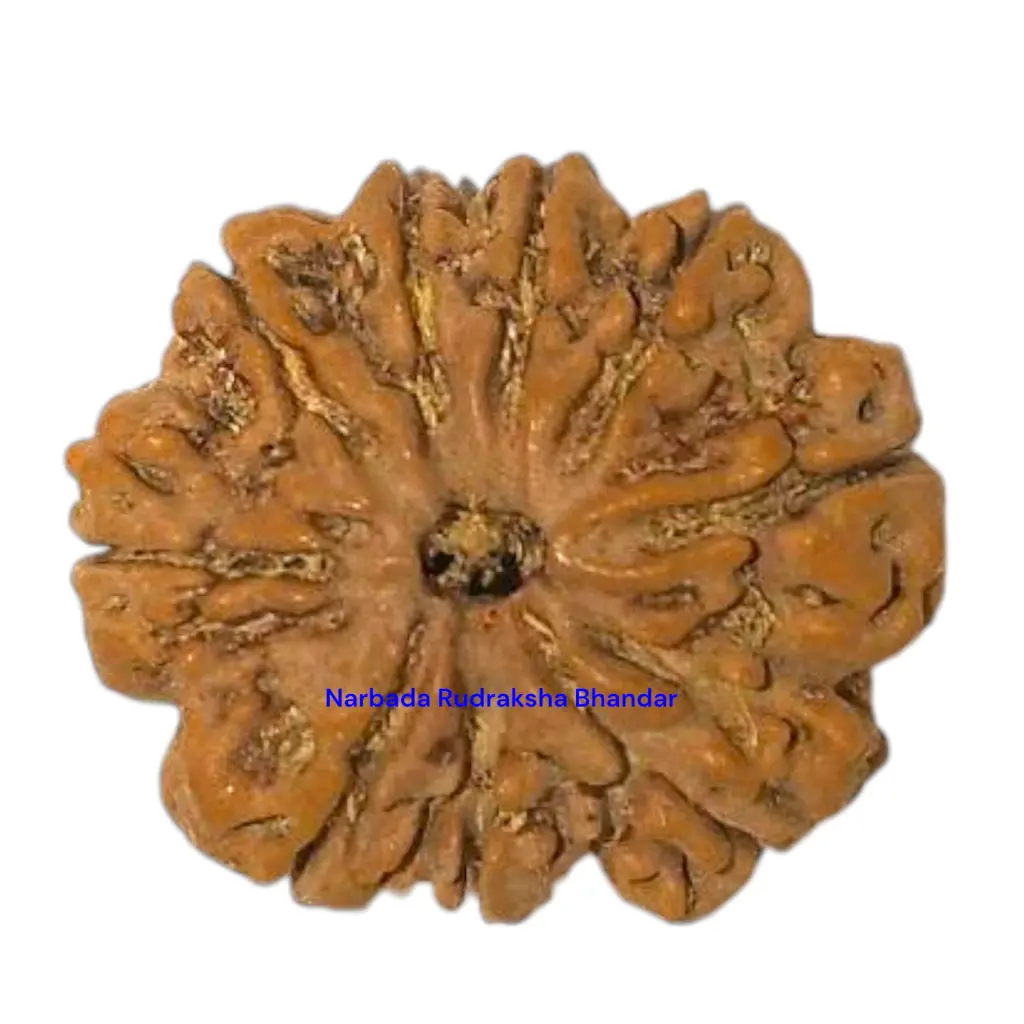 9 Mukhi Rudraksha.webp
