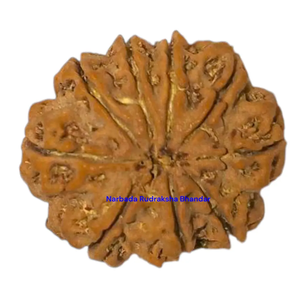 9 Mukhi Rudraksha.webp