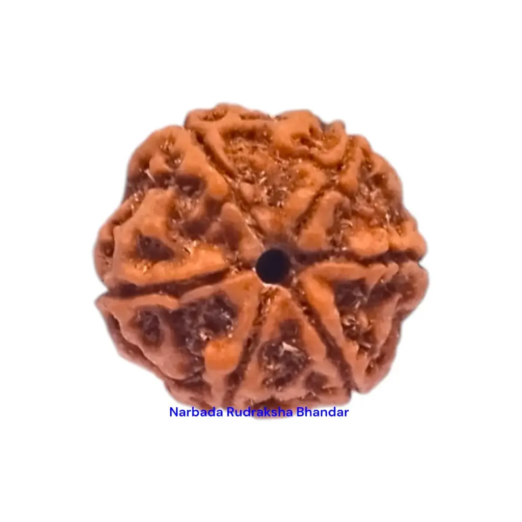 6 Mukhi Rudraksha