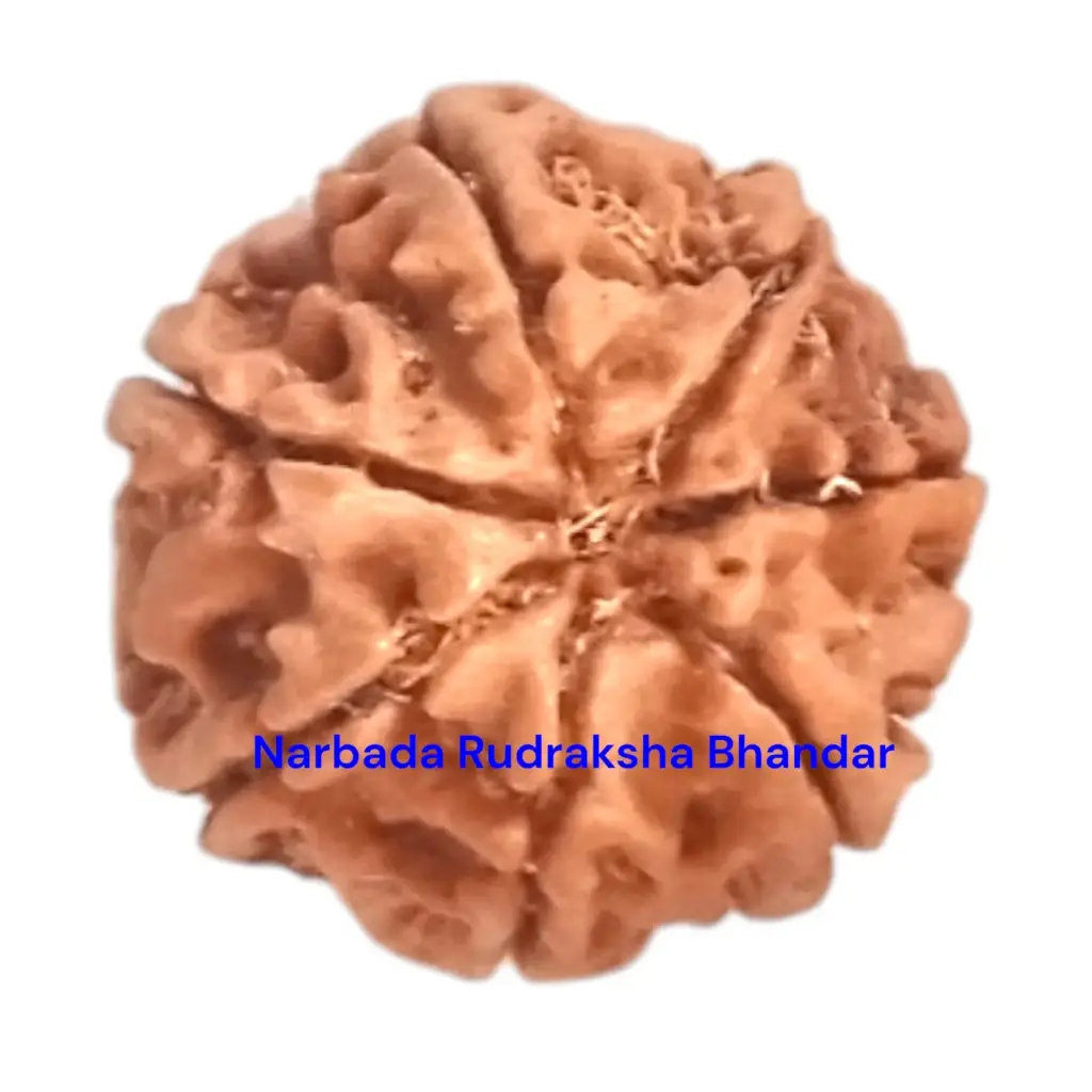 7 Mukhi Rudraksha
