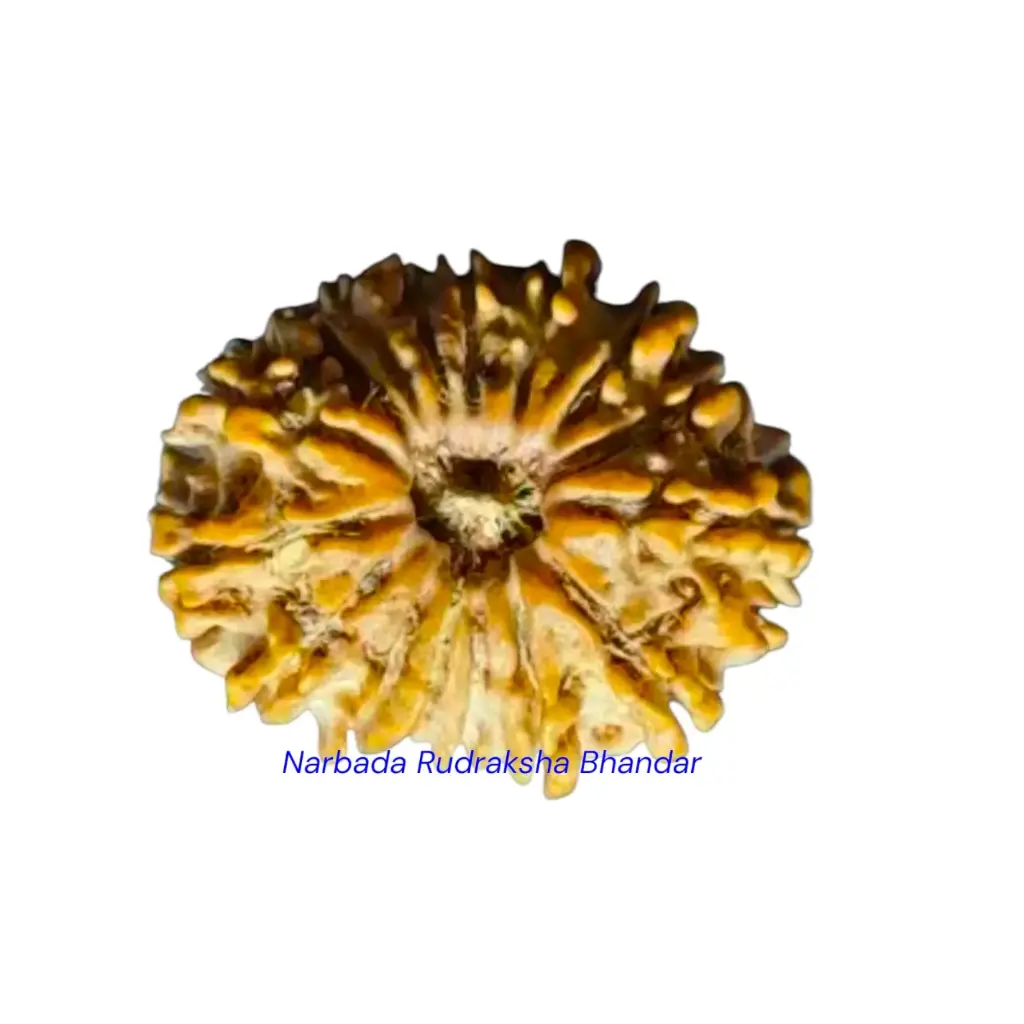 16 Mukhi Rudraksha