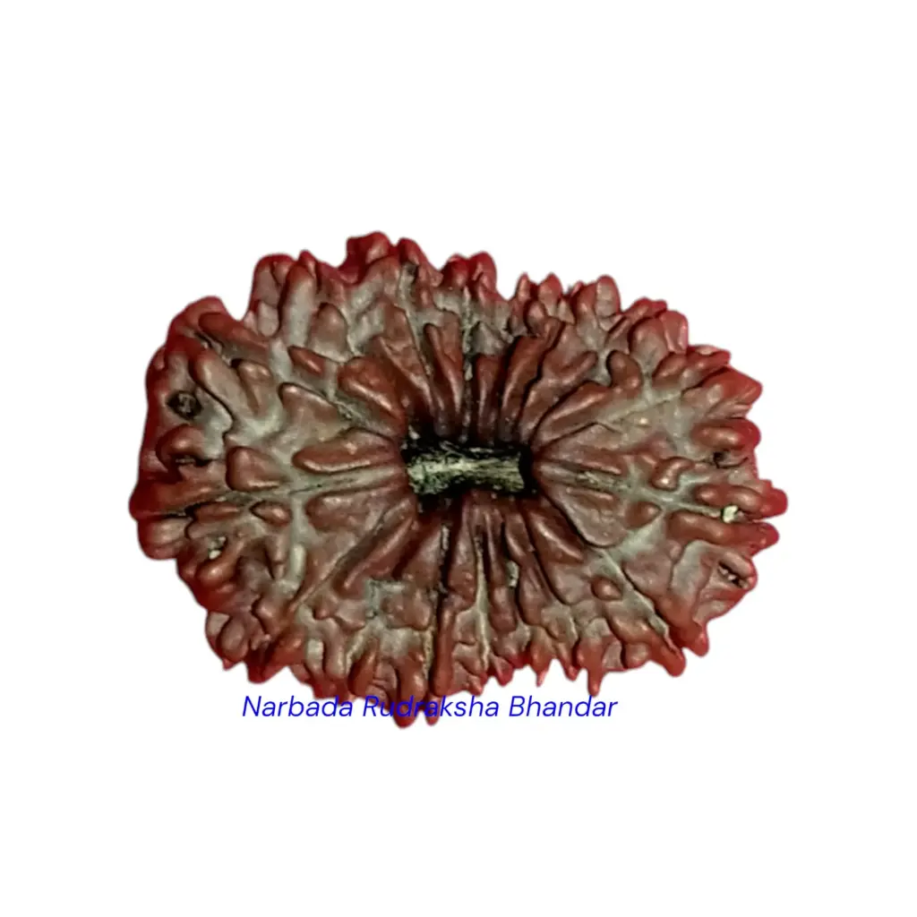 17 Mukhi Rudraksha