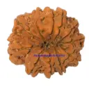 10 Mukhi Rudraksha