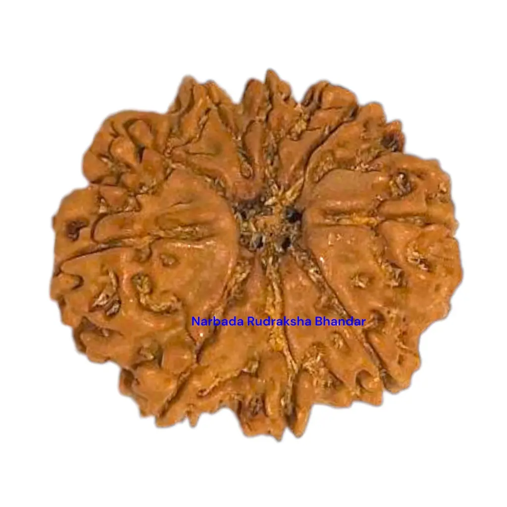 9 Mukhi Rudraksha