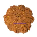 8 Mukhi Rudraksha