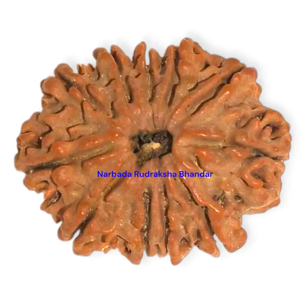 11 Mukhi Rudraksha