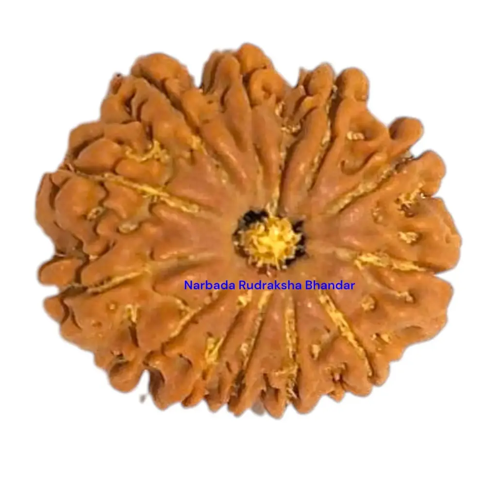 12 Mukhi Rudraksha