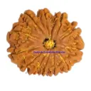 12 Mukhi Rudraksha