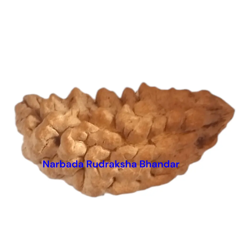 1 Mukhi