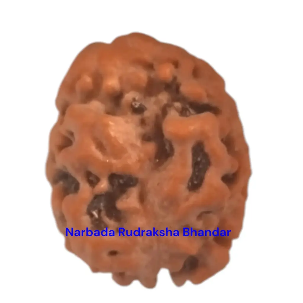 2 Mukhi
