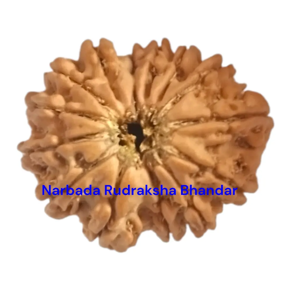14 Mukhi Rudraksha