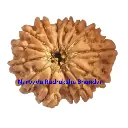 14 Mukhi Rudraksha
