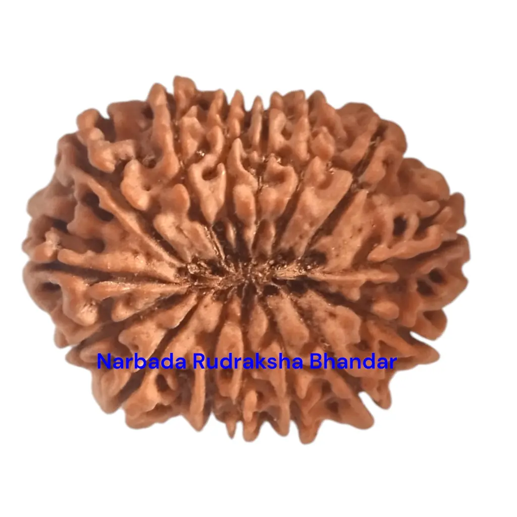 15 Mukhi Rudraksha