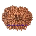 15 Mukhi Rudraksha
