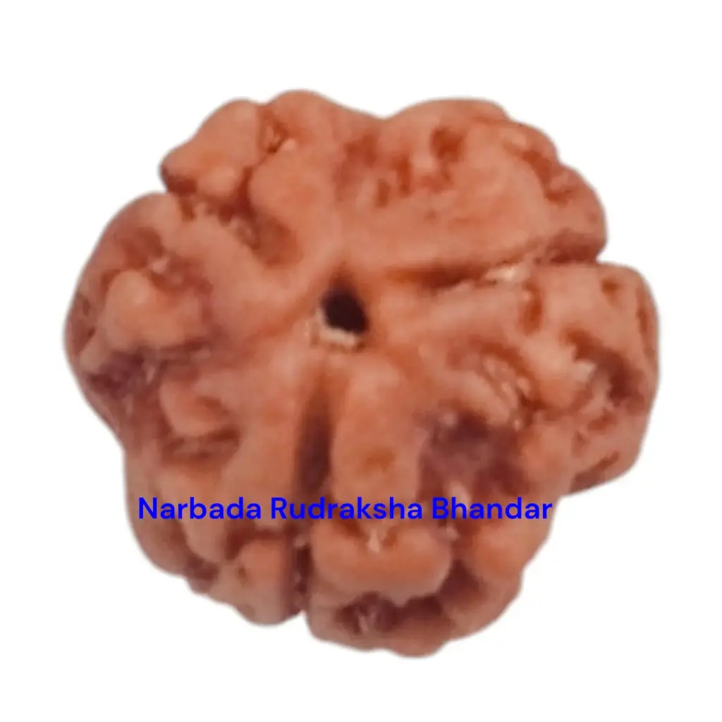3 Mukhi Rudraksha