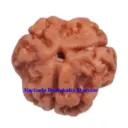 3 Mukhi Rudraksha