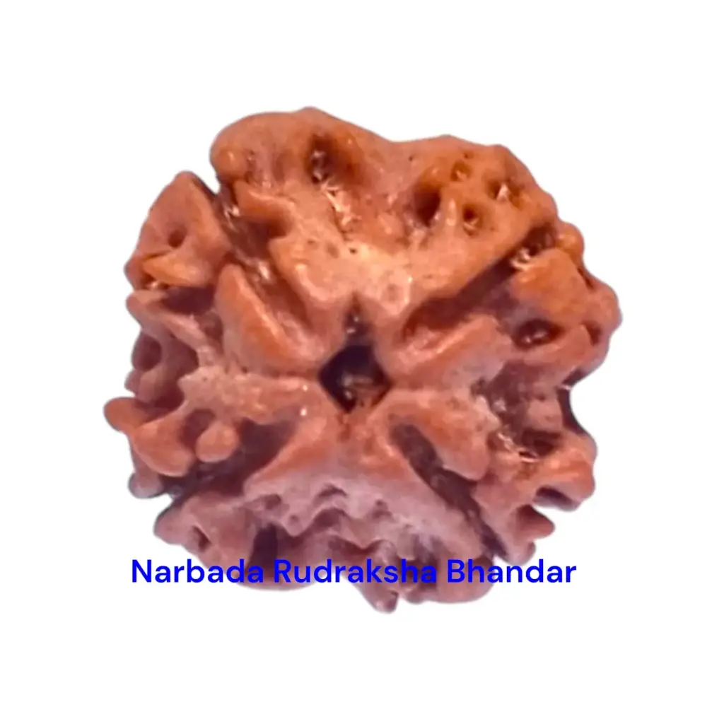 4 Mukhi Rudraksha