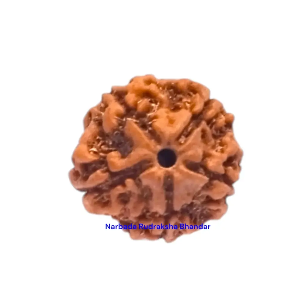 5 Mukhi Rudraksha