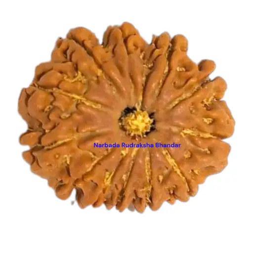 12 Mukhi Rudraksha