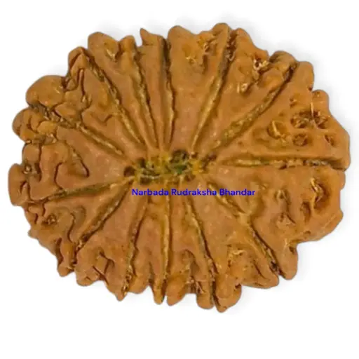 13 Mukhi Rudraksha