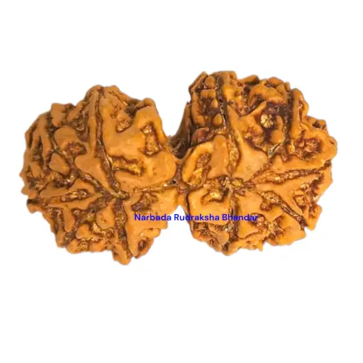 Gaurishankar Rudraksha