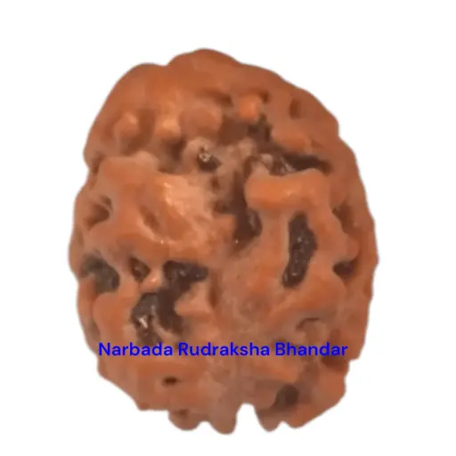 2 Mukhi