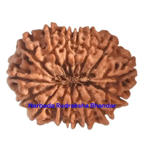 15 Mukhi Rudraksha